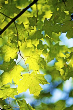 Yaz closeup bırakır