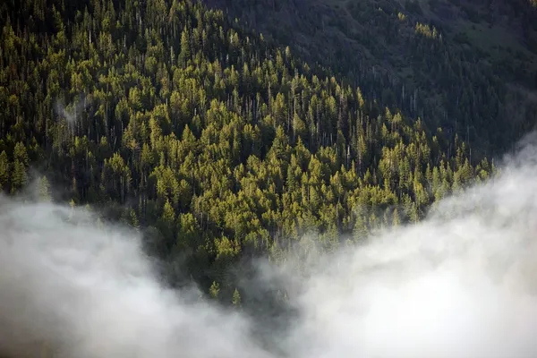 Niebla Washington Hills — Foto de Stock