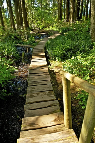 Dřevěná cesta stezka — Stock fotografie