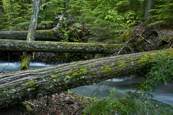 Pontes de madeira natural — Fotografia de Stock