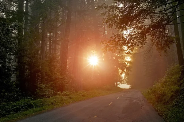 神秘的な森の光 — ストック写真