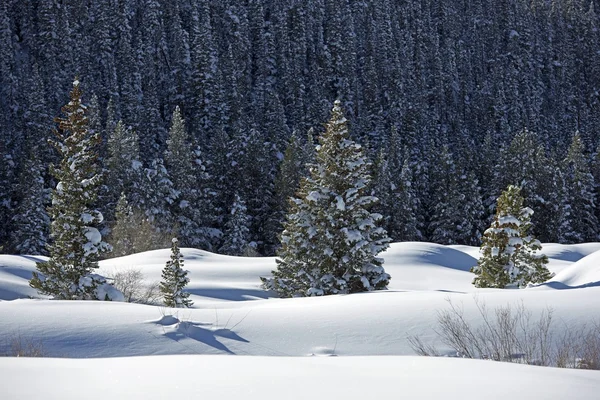 Besneeuwde landschap wildernis — Stockfoto