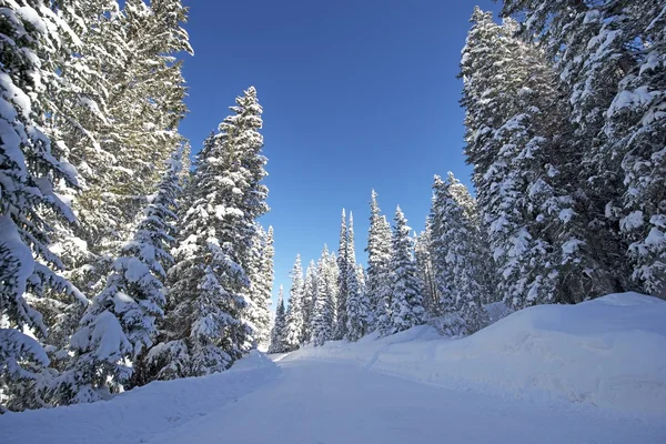 Route forestière hivernale pittoresque — Photo