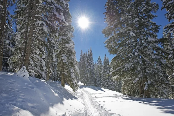 Vintern skogsstig — Stockfoto