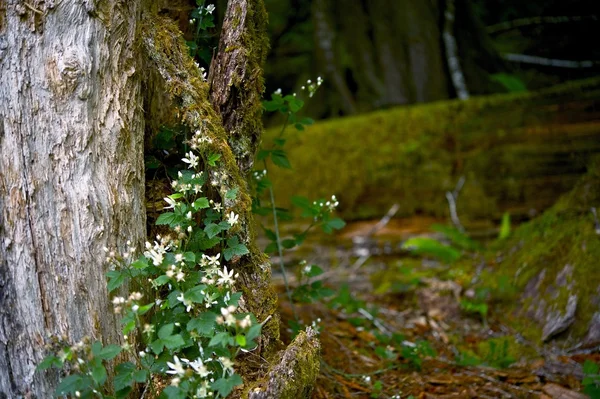 Forest Wildflowers — Stock Photo, Image