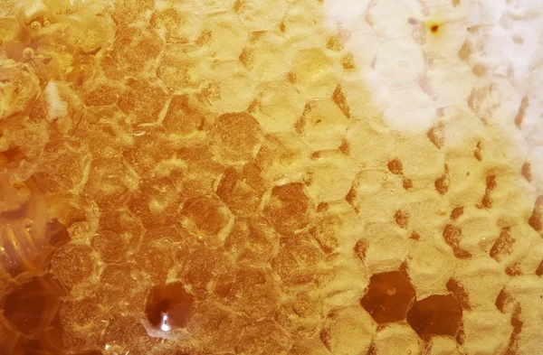 Cluster di miele Manuka — Foto Stock