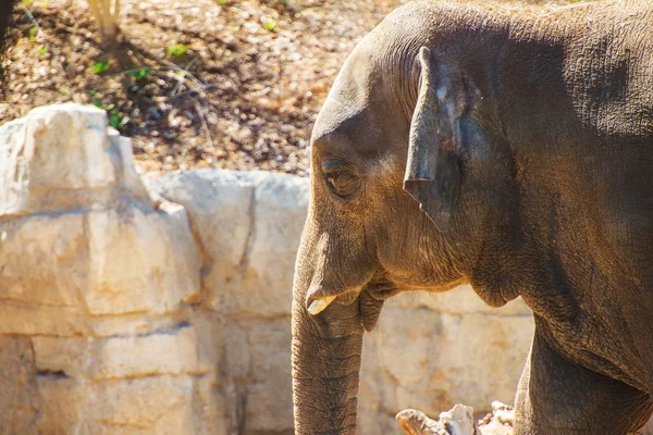 Elefante africano —  Fotos de Stock