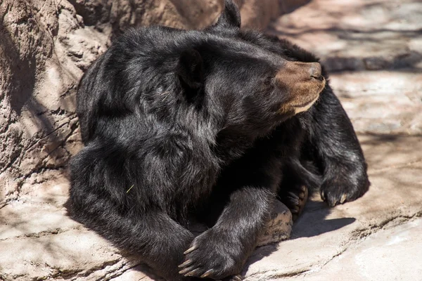 Ασιατική black bear — Φωτογραφία Αρχείου