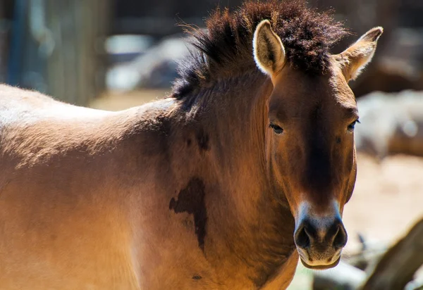 Wild Horse Closeup — Stock Photo, Image