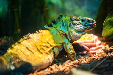 Meksikalı spinytail iguana