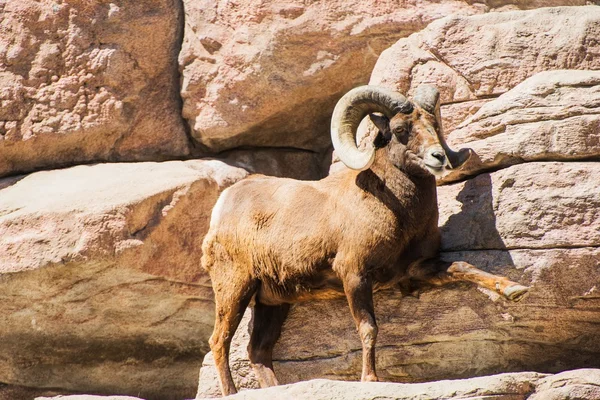 Montagna bighorn pecore — Foto Stock