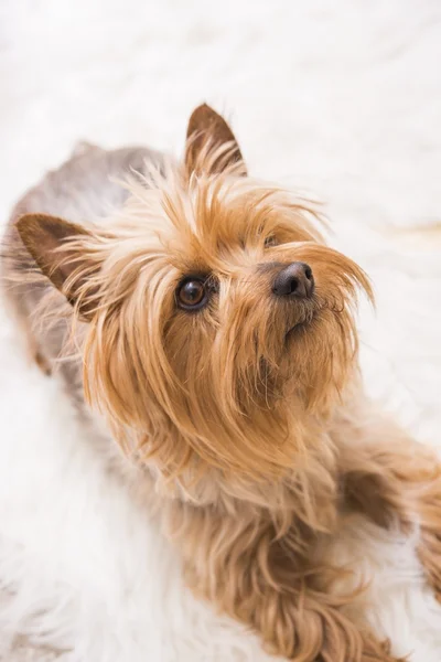 Laying Adult Silky Terrier — Stock Photo, Image