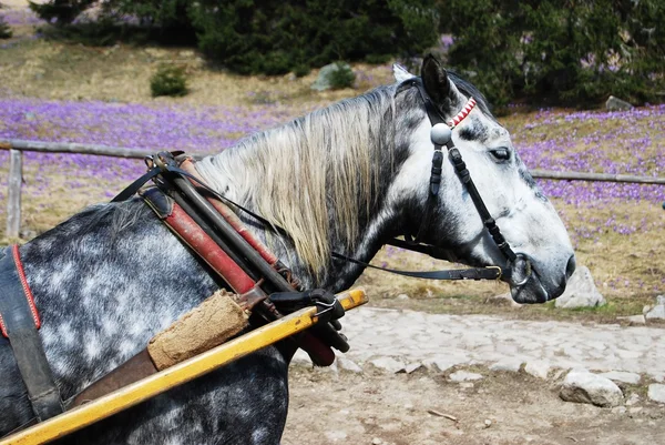 Vozík koně closeup — Stock fotografie