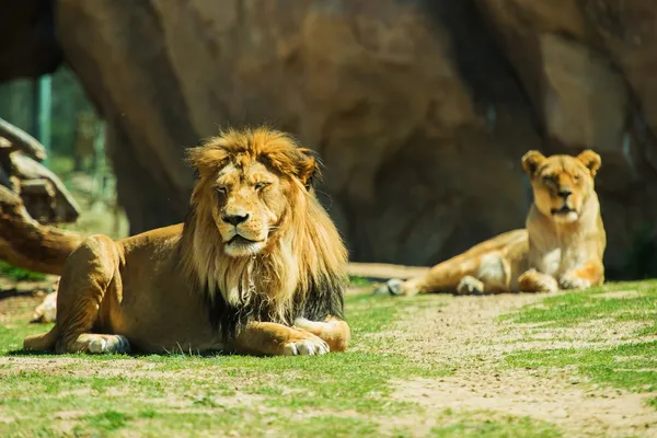 Laying Lions — Stock Photo, Image