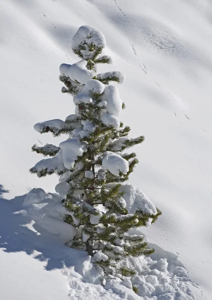 Pino bajo la nieve —  Fotos de Stock