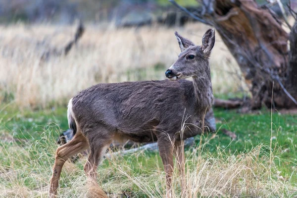 Mule Deer in Utah — Stock Photo, Image