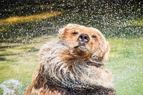 Björn skakar av vattnet — Stockfoto