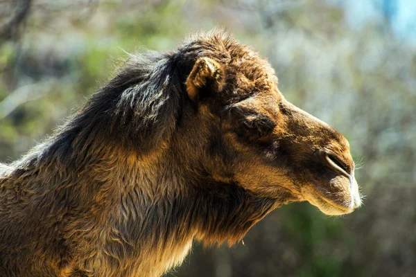 Bactrian Camel — Stock Photo, Image