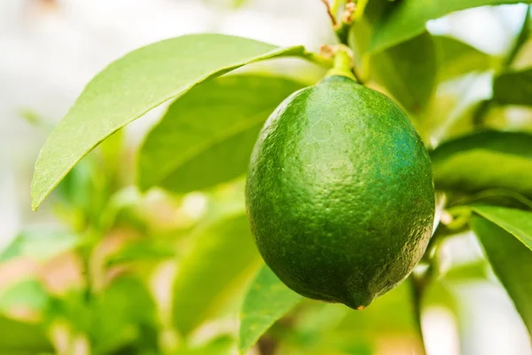 Árbol de limón Fruta — Foto de Stock