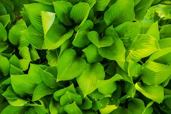 Green Leaves From Top