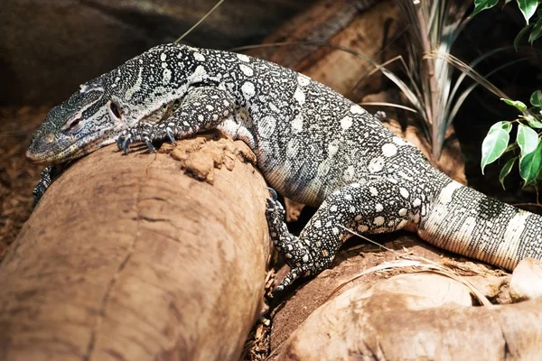 Monitor Lizard — Stock Photo, Image