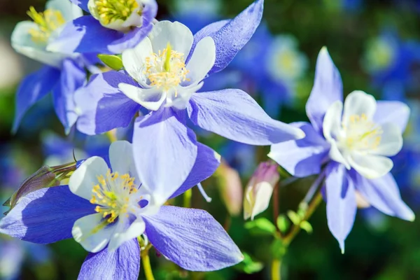 Flores da primavera close-up — Fotografia de Stock