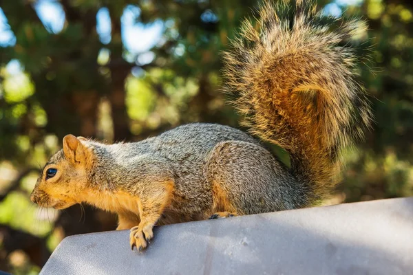 Dorosły wiewiórka — Zdjęcie stockowe