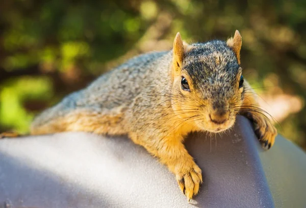 Lazy Squirrel — Stock Photo, Image