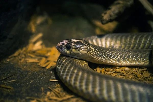 Primo piano del serpente tropicale — Foto Stock