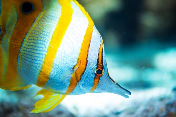 Pesci tropicali — Foto Stock