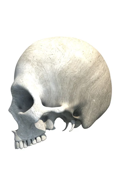 Lebka s bez čelistí, izolované — Stock fotografie