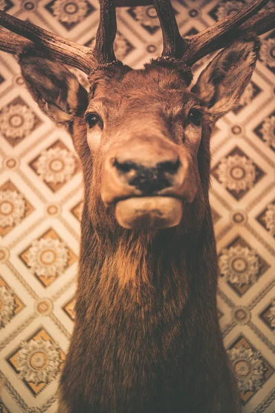 鹿の頭のトロフィー — ストック写真