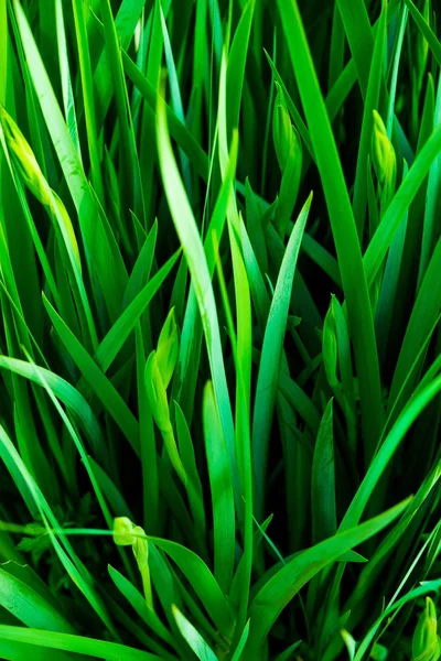잔디 잎 — 스톡 사진