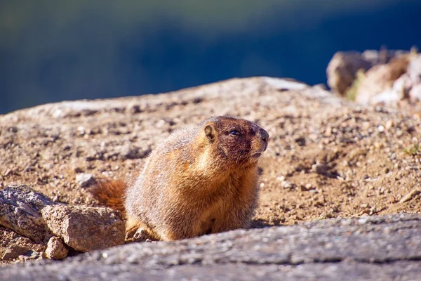 Grote marmot — Stockfoto