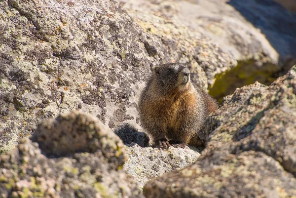 Marmotte du Colorado — Photo