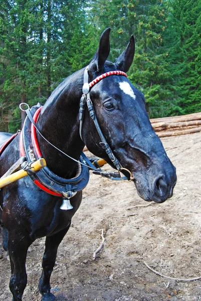Black Cart Horse — Stock Image Black Cart Horse Royalty Free Stock Images