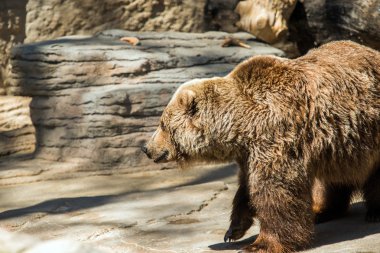Old Grizzly Bear
