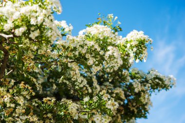 Bahar çiçeği şubeleri