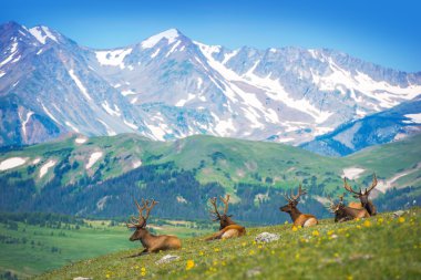 North American Elks  clipart