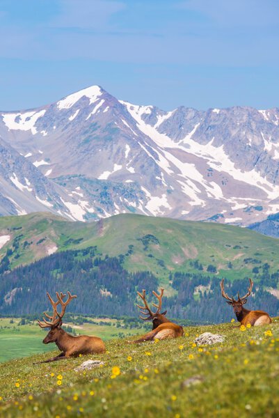 Летний луг с лосями
