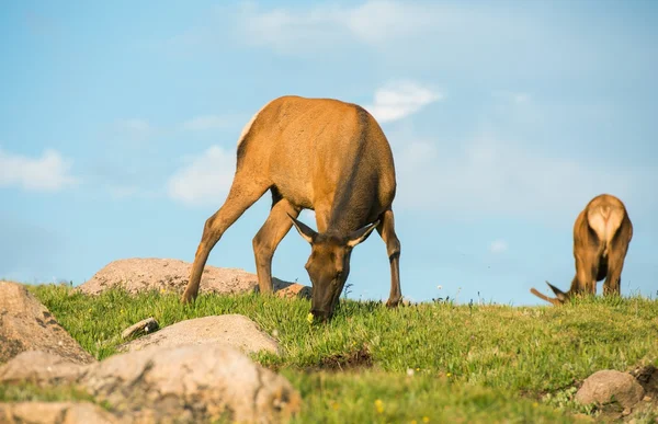 Ciervos de mula en el prado — Foto de Stock