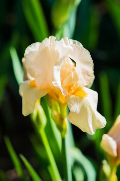 Íris amarelada flor Closeup — Fotografia de Stock
