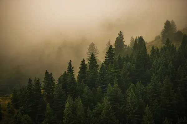 Floresta de Colorado nebulosa — Fotografia de Stock