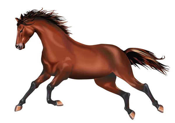 Galopperend paard geïsoleerd — Stockfoto