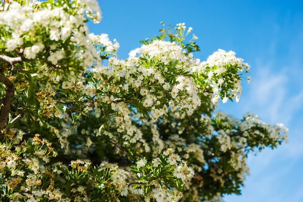 Branches de fleurs de printemps — Photo