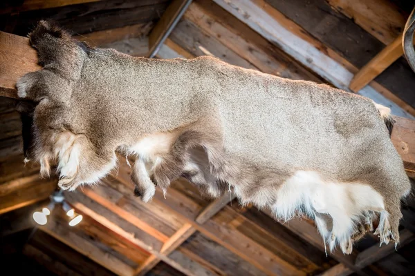 Deer Skin Hunting Cabin — Stock Photo, Image