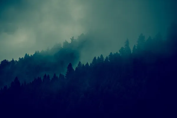 Foggy Forest Background — Stock Photo, Image