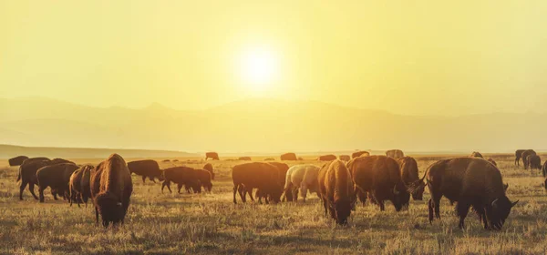 American Bison Herd Słonecznej Prerii Colorado Amerykański Temat Dzikiej Przyrody — Zdjęcie stockowe