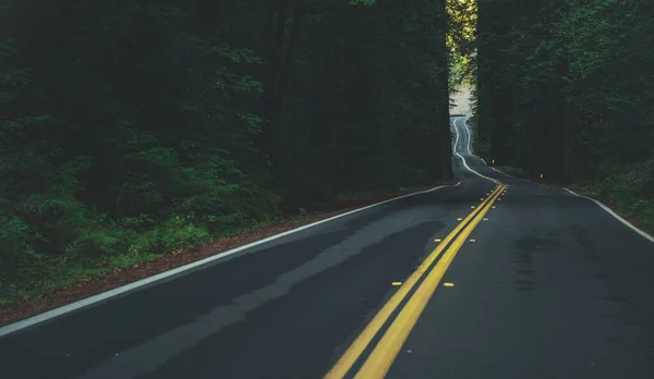 California Coastal 101 Redwood Highway Stany Zjednoczone Ameryki Gęsty Las — Zdjęcie stockowe