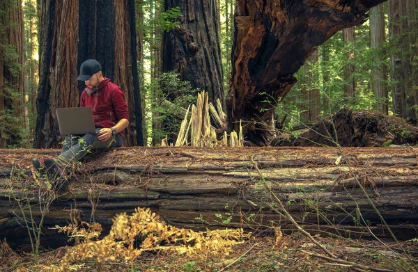 Hombres Trabajando Remotamente Desde Redwood Forest Sentarse Árbol Caído Con — Foto de Stock